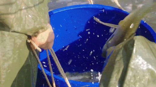 渔光1.gif