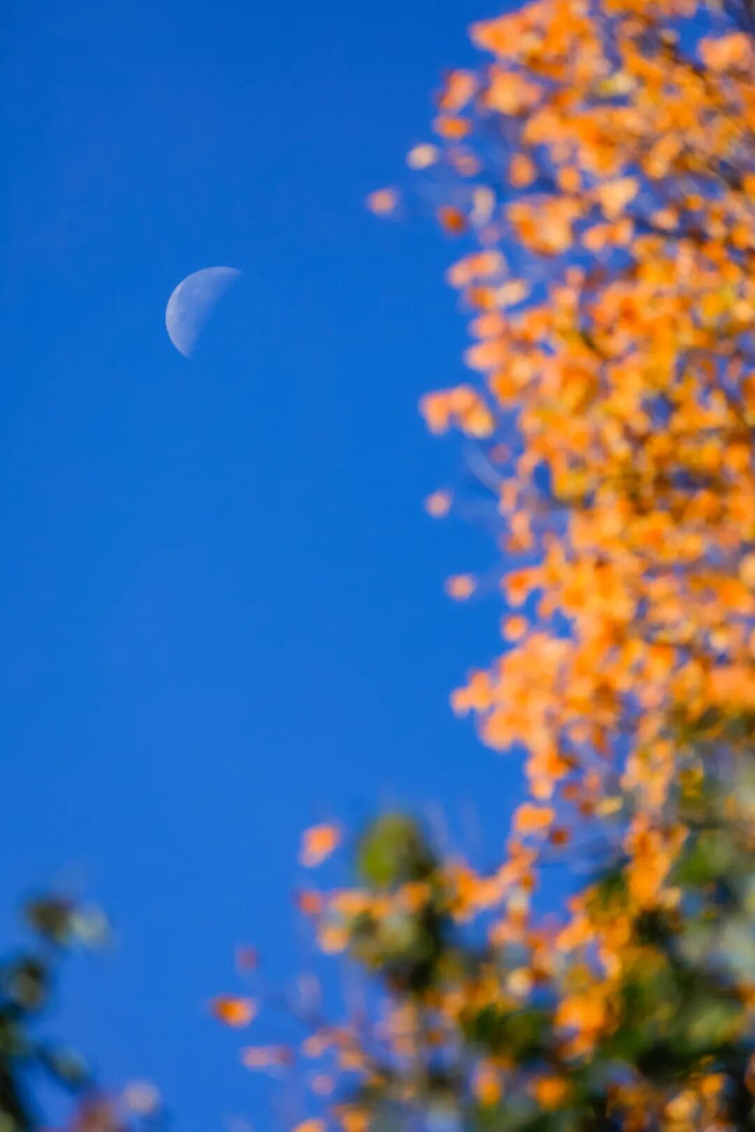 _MG_4363-编辑.jpg